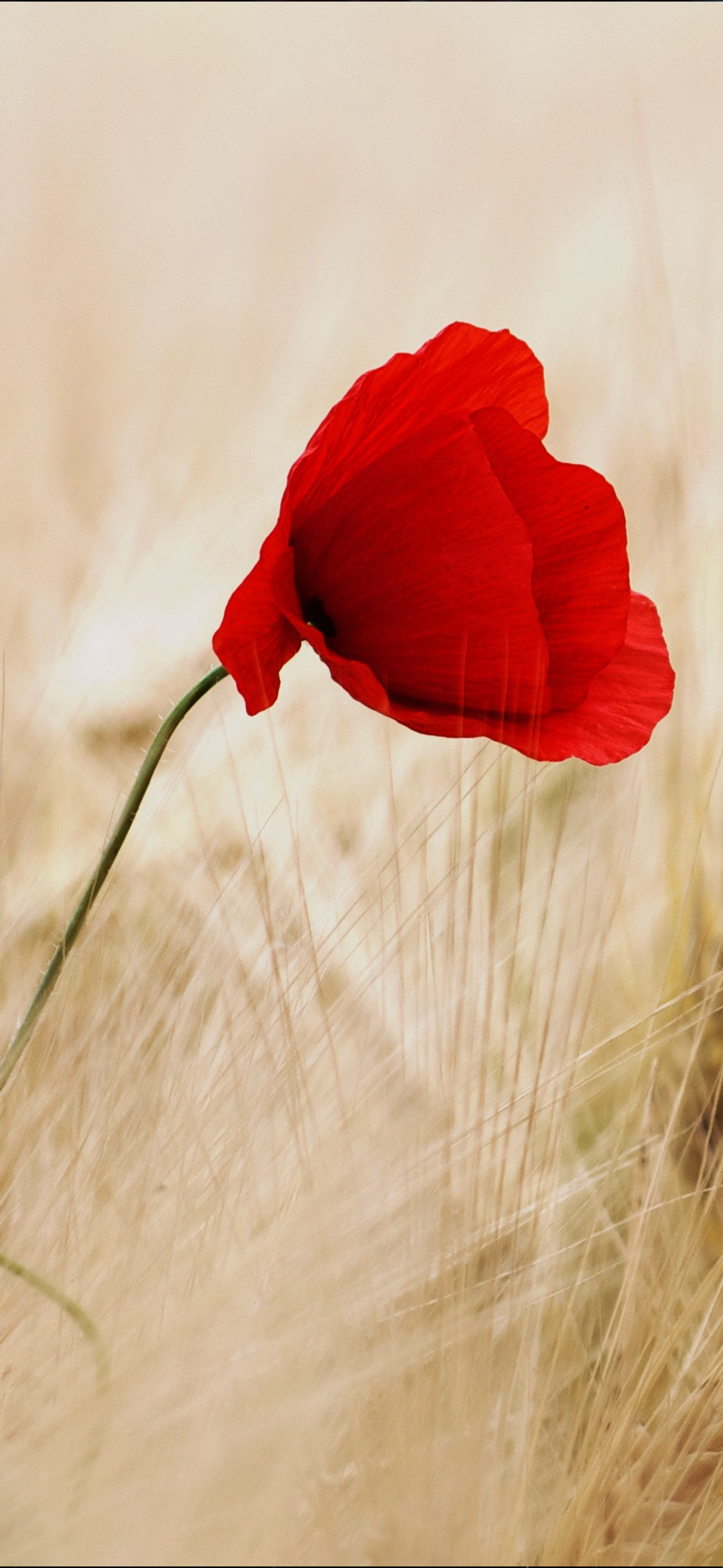 苹果专用壁纸全屏花,花图片壁纸高清全屏