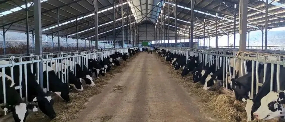 奶牛养殖场建设的标准是,奶牛养殖小区管理