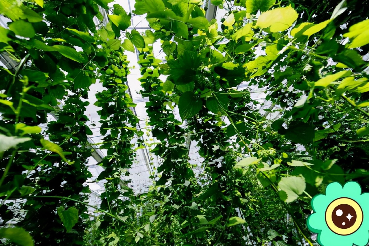 院子里葡萄架越来越少，不是不喜欢，而是这12种藤蔓植物能替代它