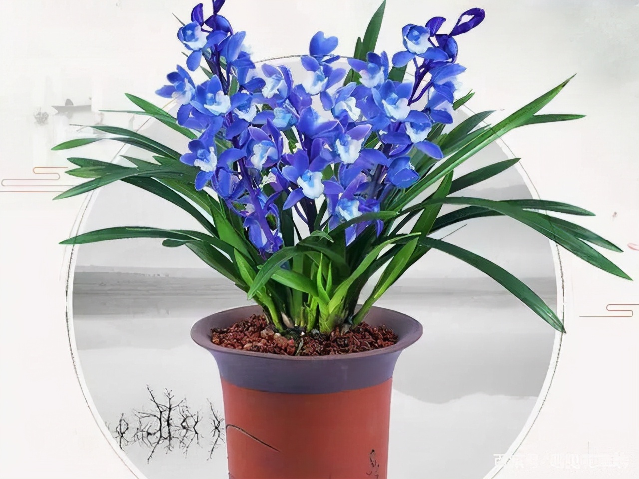 什么兰是最流行的兰花呢,兰花中哪个品种最好看又好养