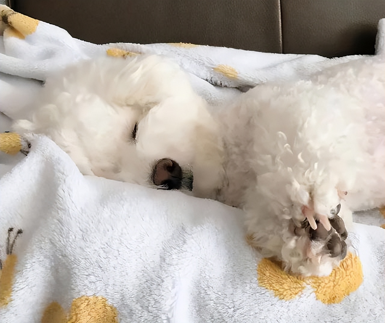 比熊犬为什么特别粘人睡觉,3月大比熊犬每天睡觉正常吗