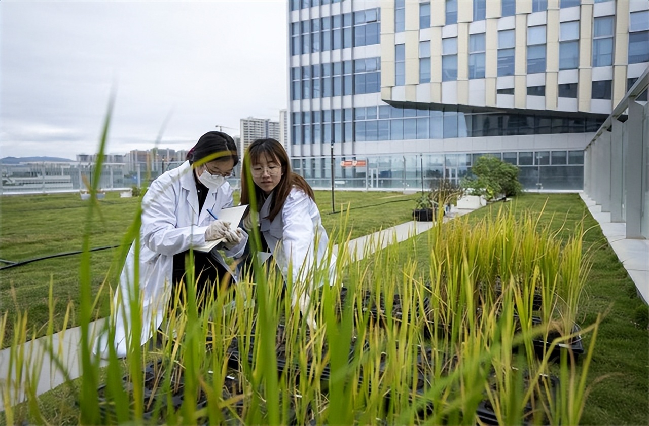 种子战争的危机,种子危机到底多可怕