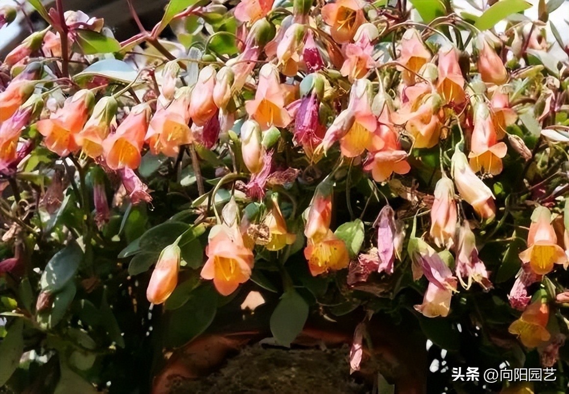 小宫灯长寿花和凤尾长寿花的区别,宫灯长寿花种类大全及图片