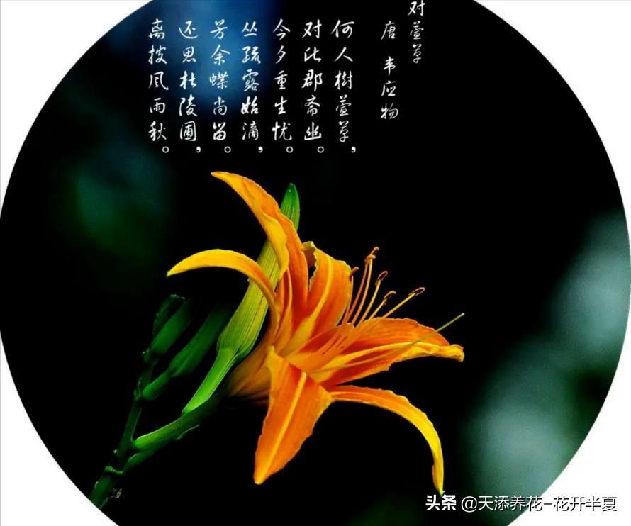 康乃馨是国外母亲节花，中国母亲花是什么您知道么？