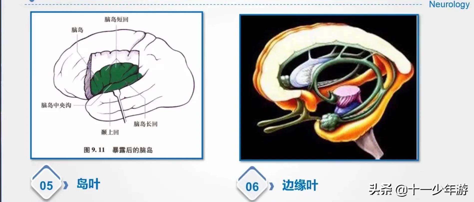 大脑的结构解剖示意图,大脑镰下疝解剖结构