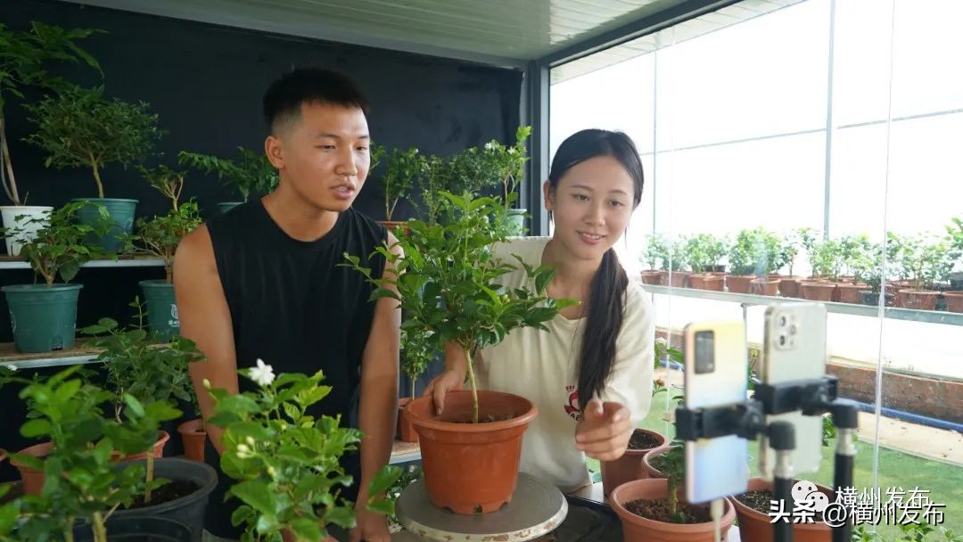 茉莉花盆栽批发南宁,正宗茉莉花盆栽安徽发货