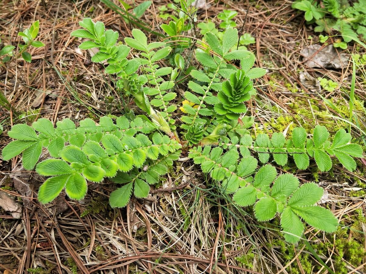 翻白草有降血糖的作用,翻白草具有降糖功效与作用