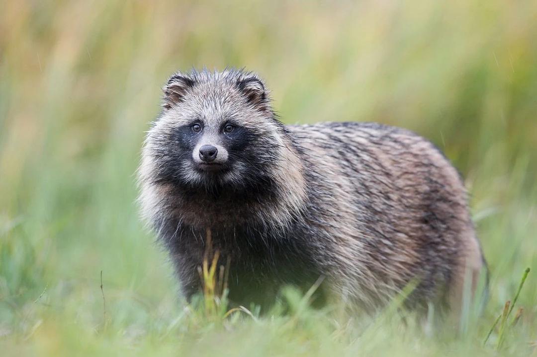机器猫很厉害吗,机器猫战斗力有多强