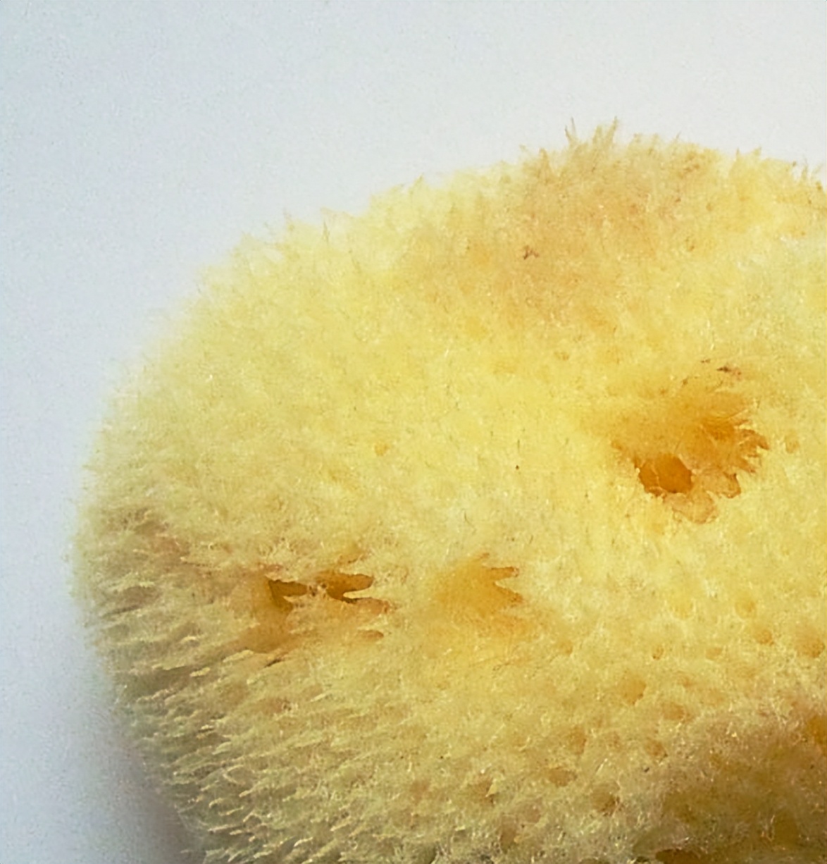 尿尿在马桶会触发马拉高尼效应吗,往开水里尿尿会发生什么