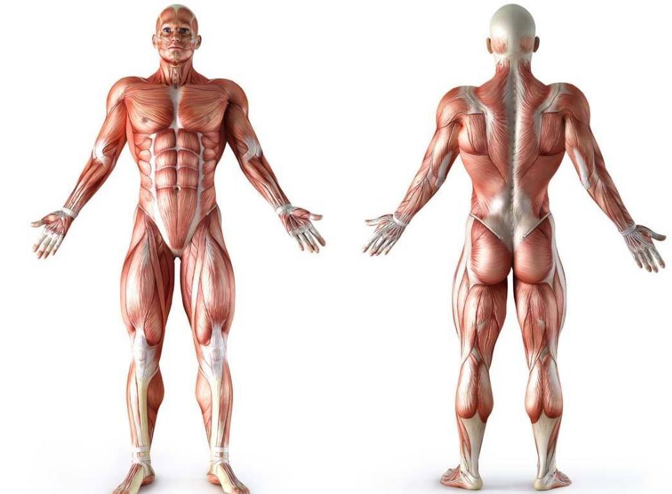 股骨骨折怎样手术,股骨骨折最佳手术方案