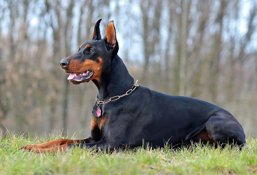 狗狗惧寒排行榜：最“怕冷”的6种狗，冬天就像它们的“地狱”