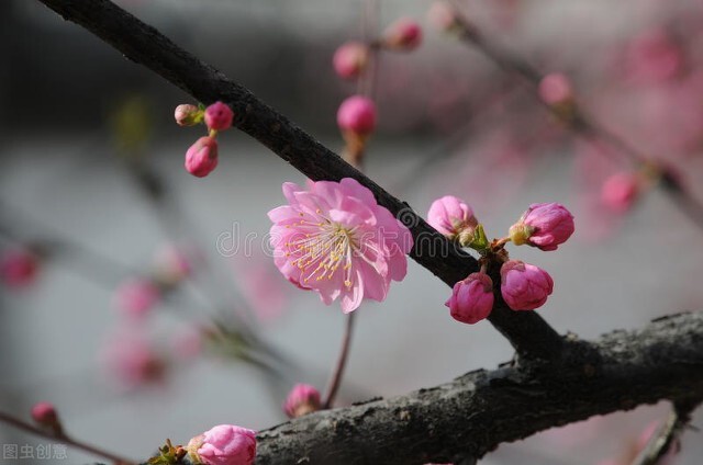 关于春天的古诗100首欣赏,春天古诗大全十首