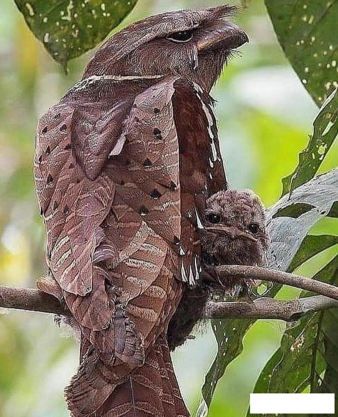 爆笑的动图,爆笑动图大集锦