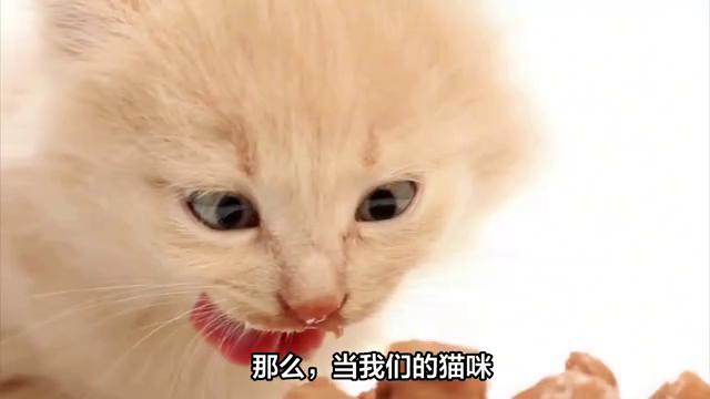 猫咪肚子里有虫家里怎么消毒,猫咪肚子里有寄生虫怎么去除