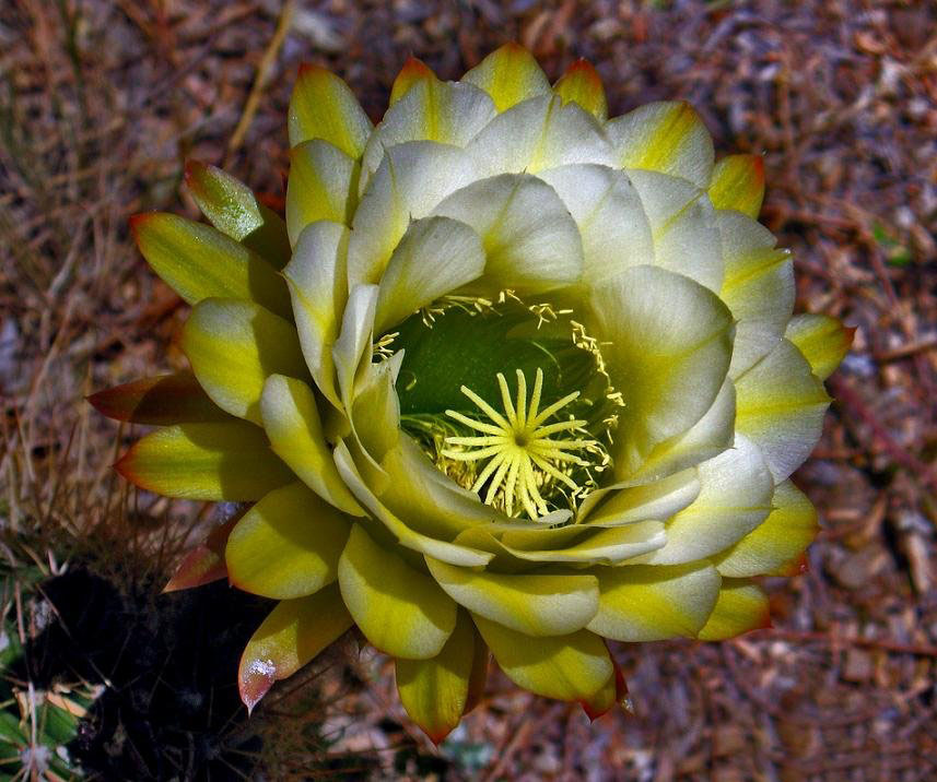 毛花柱仙人球品种大全,顶级精品仙人球花