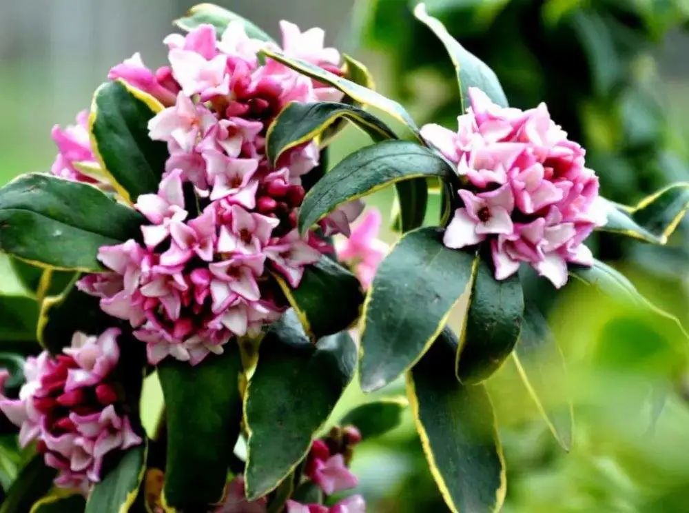 瑞香开始掉花怎么办,瑞香怎样避免落叶