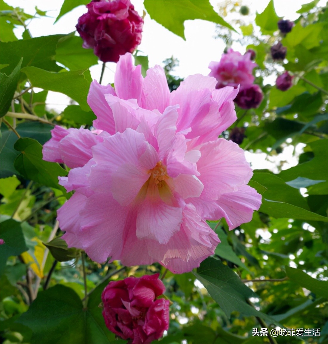 什么花最旺人旺家又好养好看,最旺家招财又好看好养的花