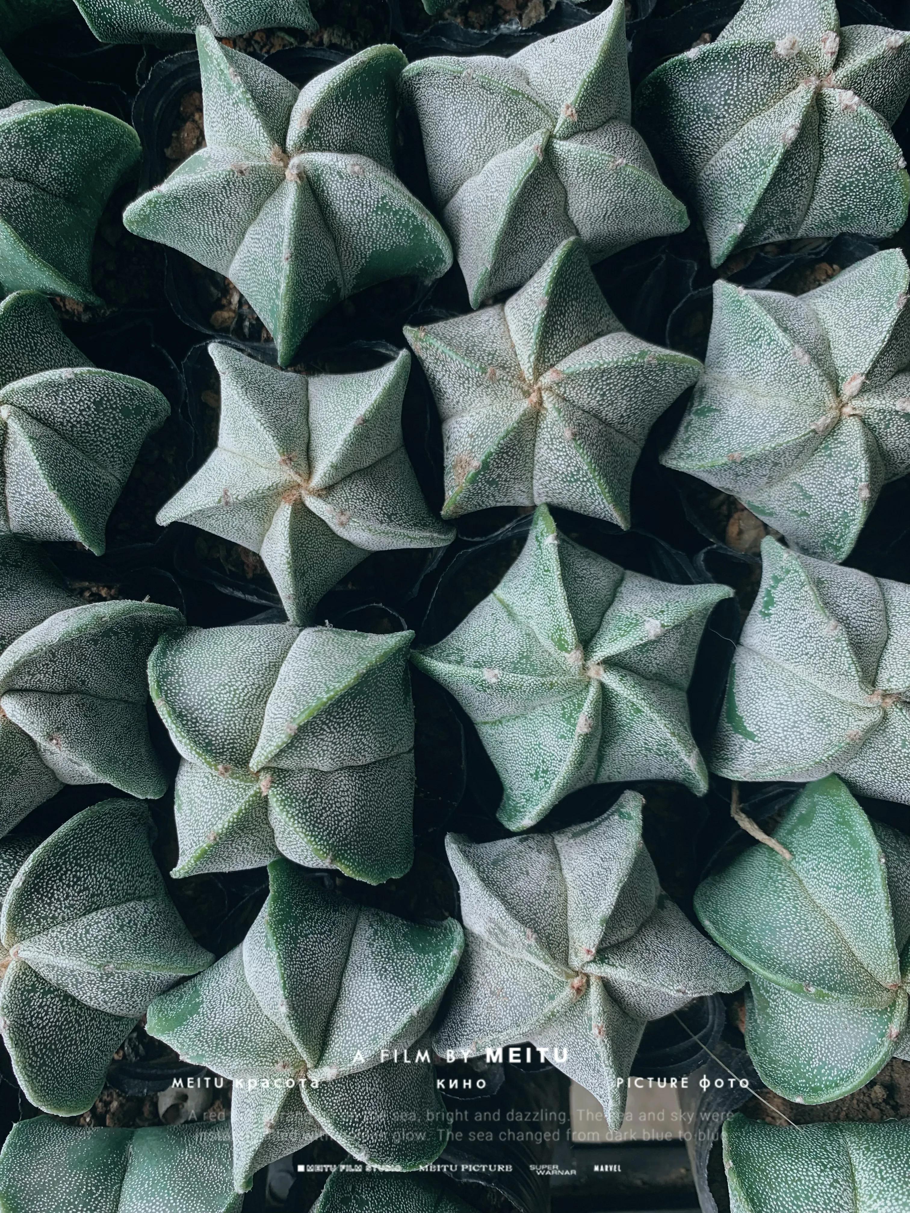 广州芳村岭南花卉市场国庆,广州岭南花卉市场有什么好玩的