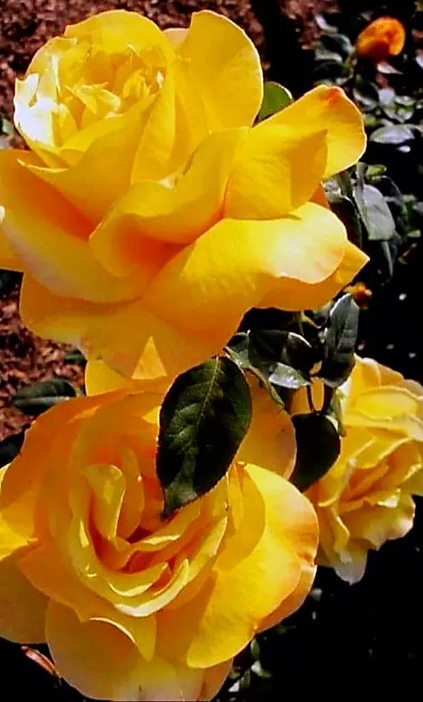 玫瑰是爱情的使者,玫瑰是每个女人的最爱