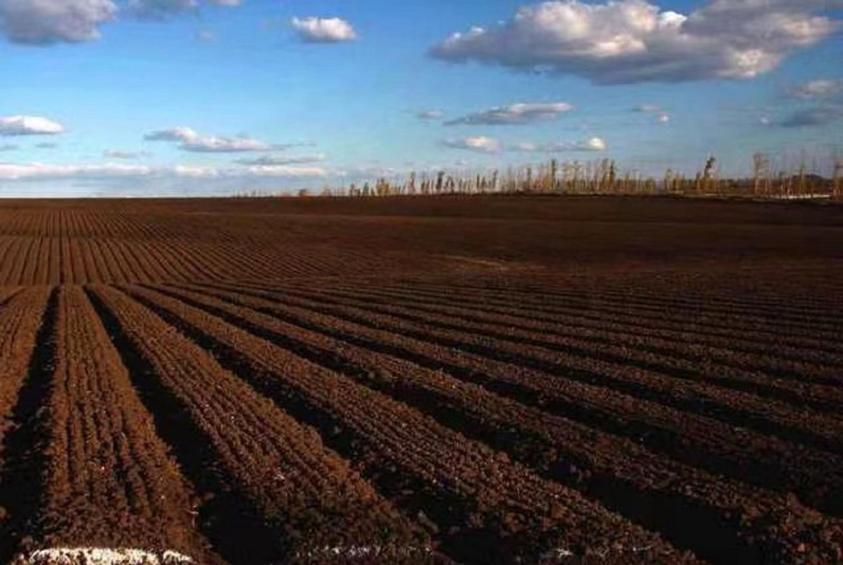 东北黑土地耕地中的大熊猫,东北黑土地保护大熊猫