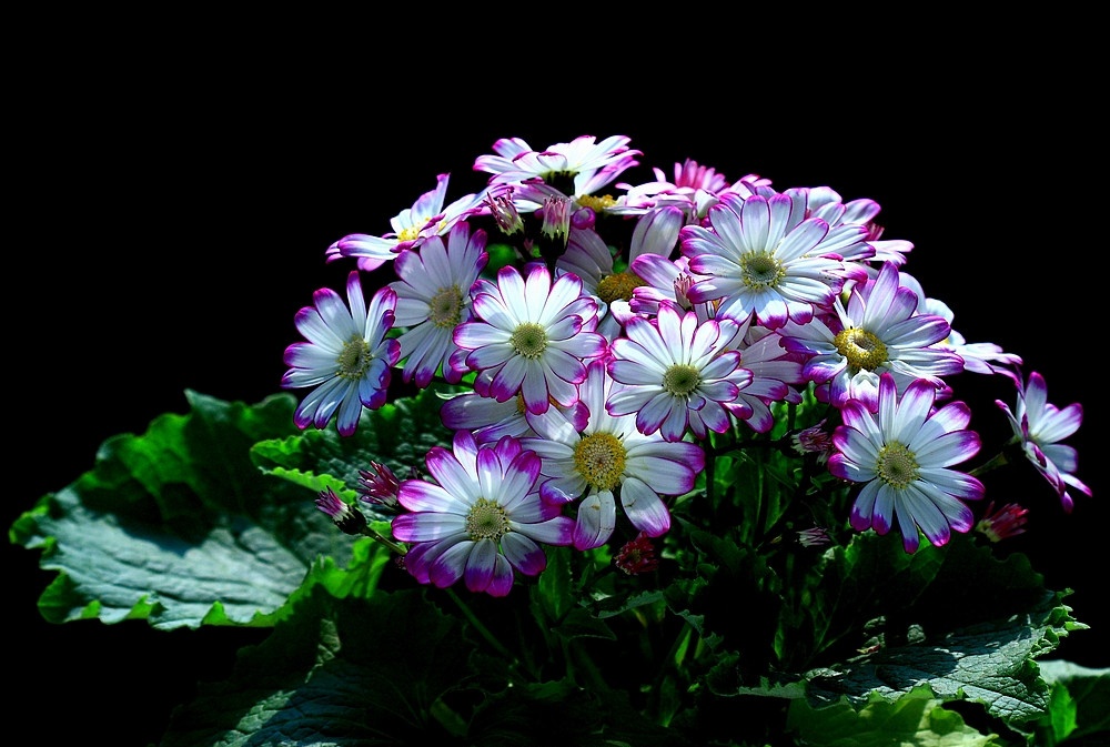 视觉盛宴五种赏花名花供您选择,春天十种最美的花介绍