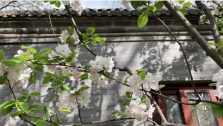 内地家长让在香港的孩子上学,许多家长让孩子选择海外求学