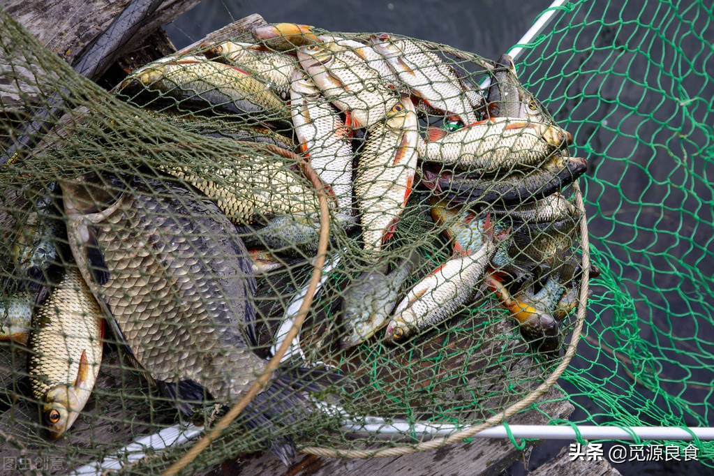 买鲫鱼竿好还是买综合竿,买鲫鱼大的好还是小的好