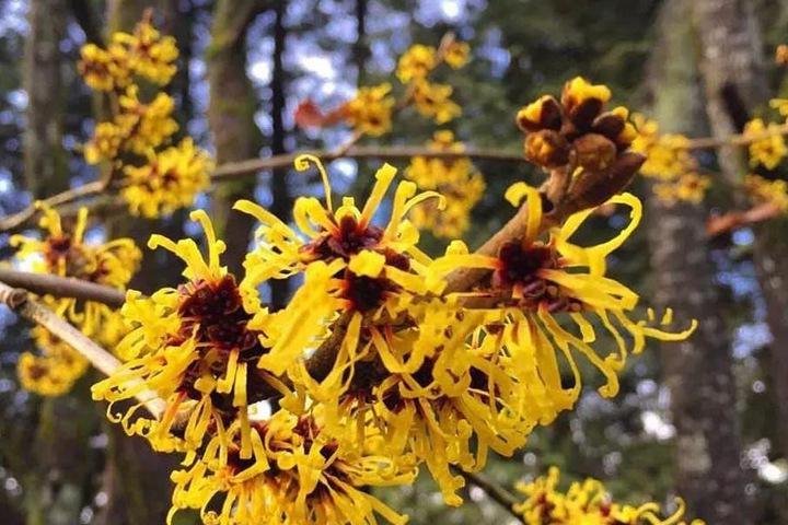 金缕梅属于名贵花卉吗,金缕梅与北美金缕梅区别