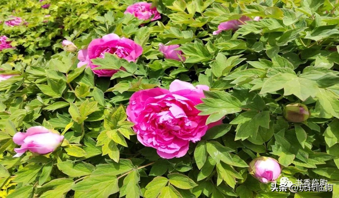 春游汲滩,春游绿博园