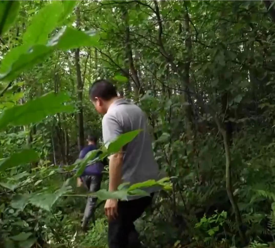 湖南男子钻进深山，将杜仲树叶变成宝，一年卖出上百万元