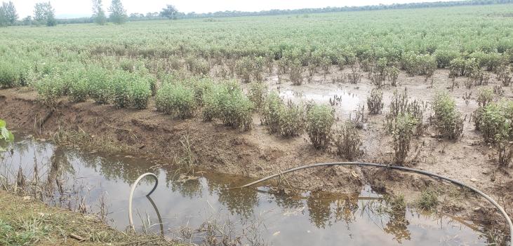 艾草怕旱还是怕涝,艾草病害管理