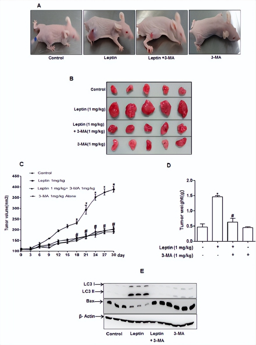 嵌合犬瘟热病毒Ｈ基因的重组狂犬病病毒的构建及免疫原性研究