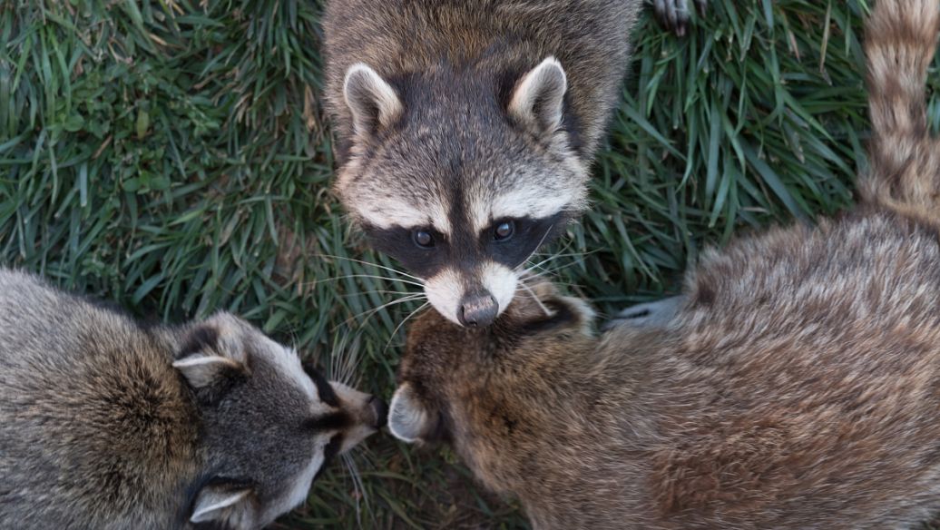 动物交配为何会闻对方屁股，该部位有何特殊，释放了什么信息？