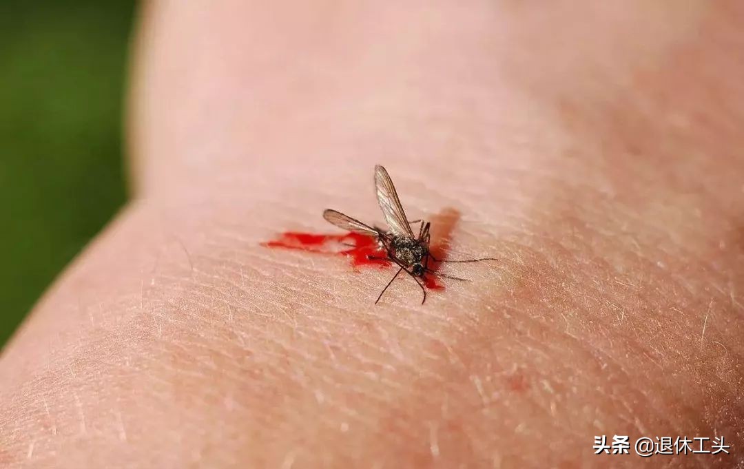 家里没有蚊香了怎么预防蚊子咬人,预防蚊子的绝招