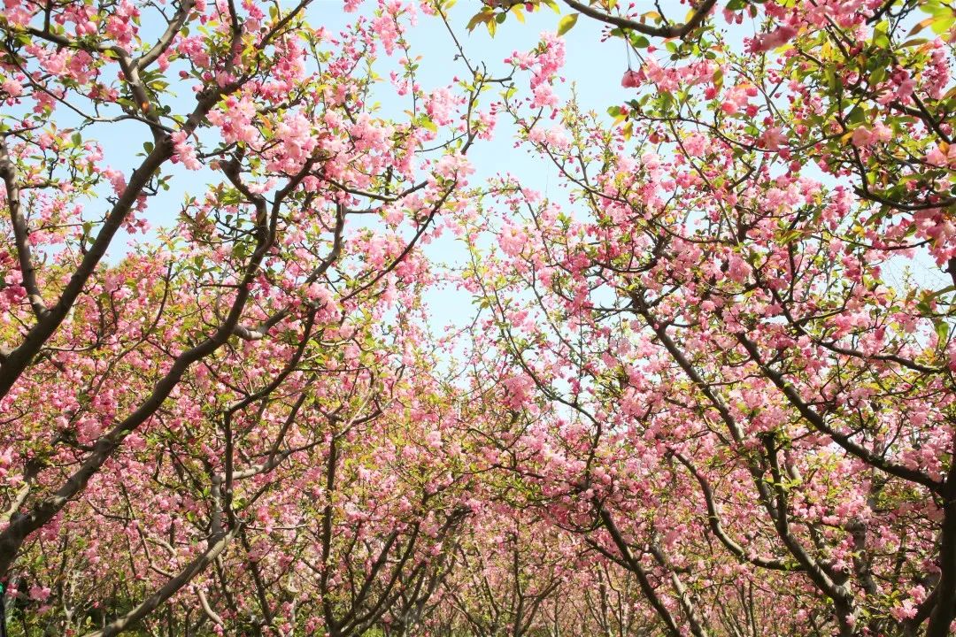 上海地铁直达的公园,上海最美公园地铁站