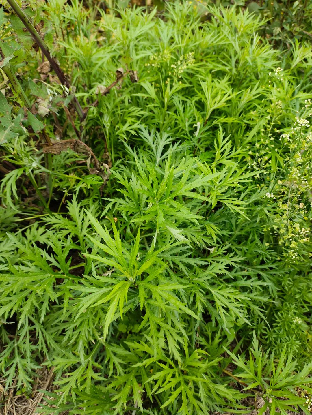 古代现代，古人今人，都只是长江做过的梦，来来去去丨周末读诗