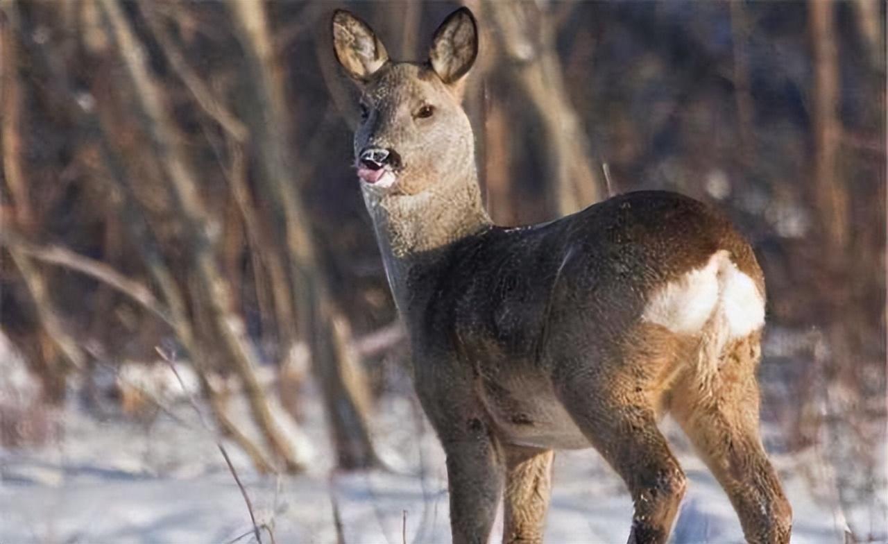 吉林男子野外捡鹿,吉林男子捡到小鹿