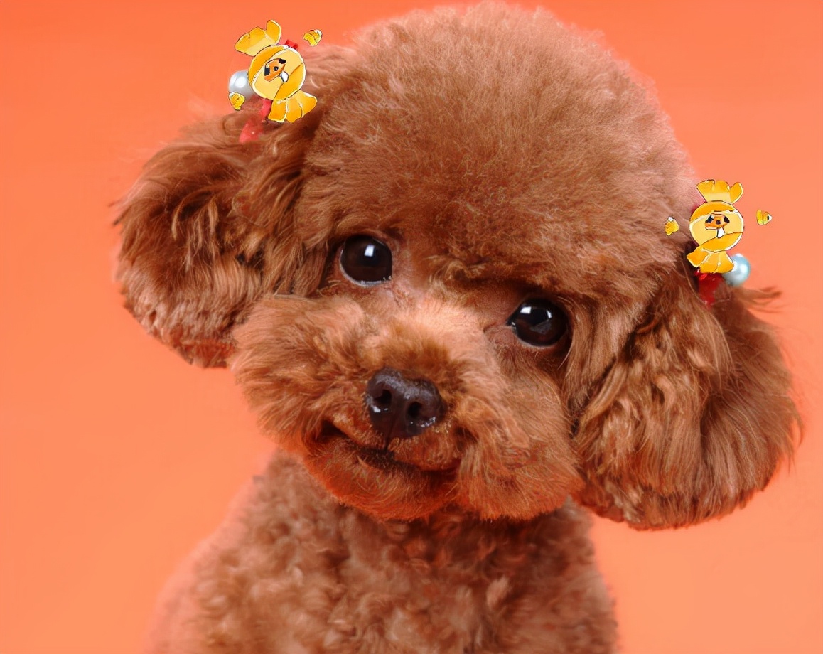 新手怎么饲养泰迪犬,饲养泰迪犬的注意事项是什么