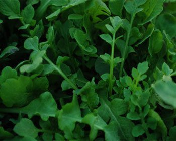 荠菜是一种野菜,荠菜又叫什么菜它的功效