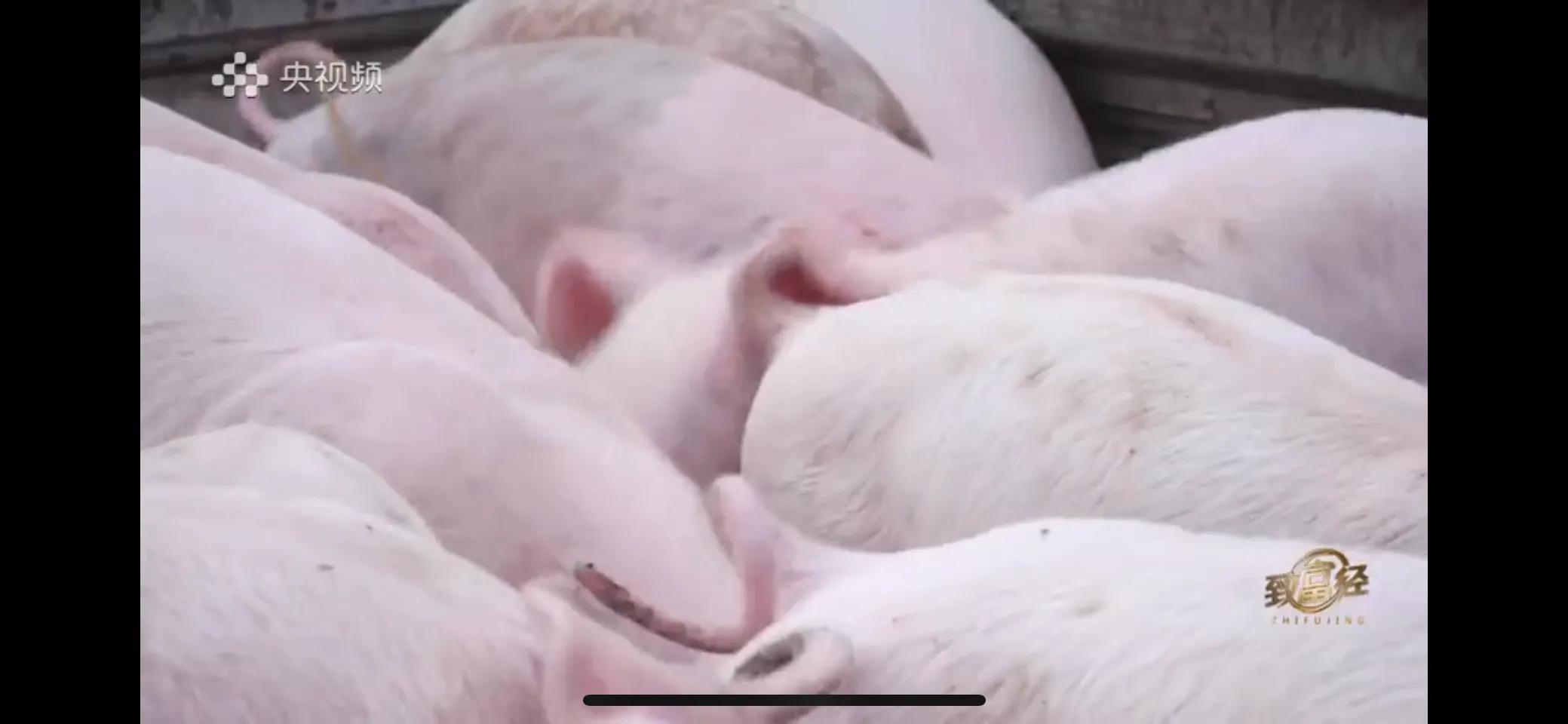 小伙子养猪5年后挣钱5多亿,农村小伙养猪赚过亿