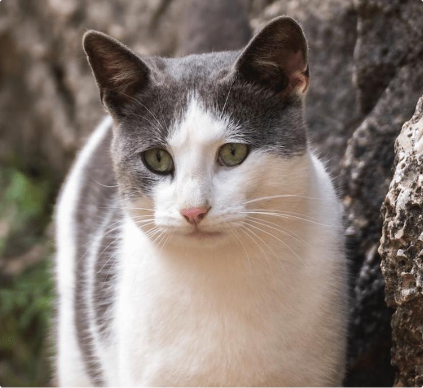 美士一分为二猫罐头测评,最好品质的猫罐头品牌是什么