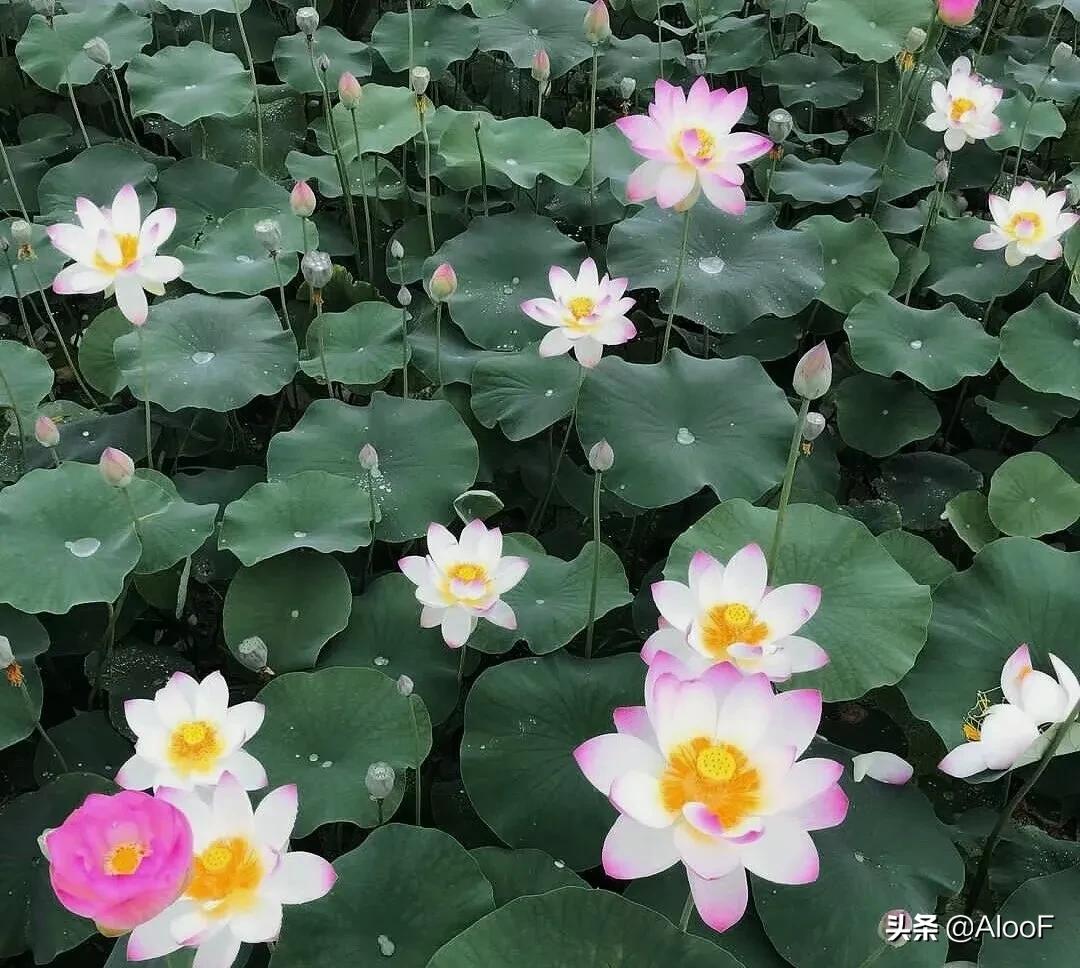 唯美的荷花壁纸,唯美荷花水墨画