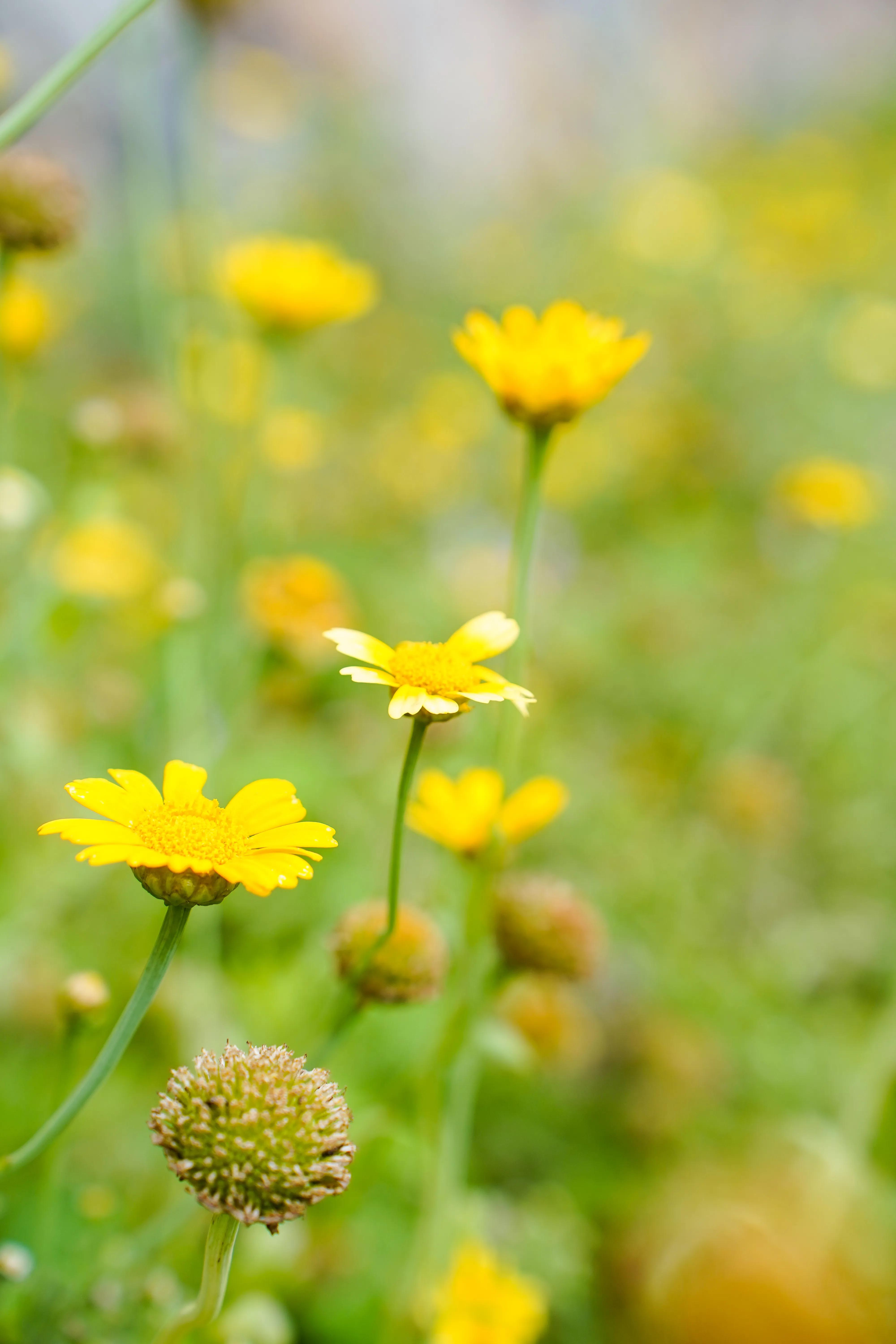 拍完这一波花开，这春天就结束了。