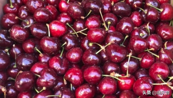 冬季水果有哪些种类,冬季最热销的水果