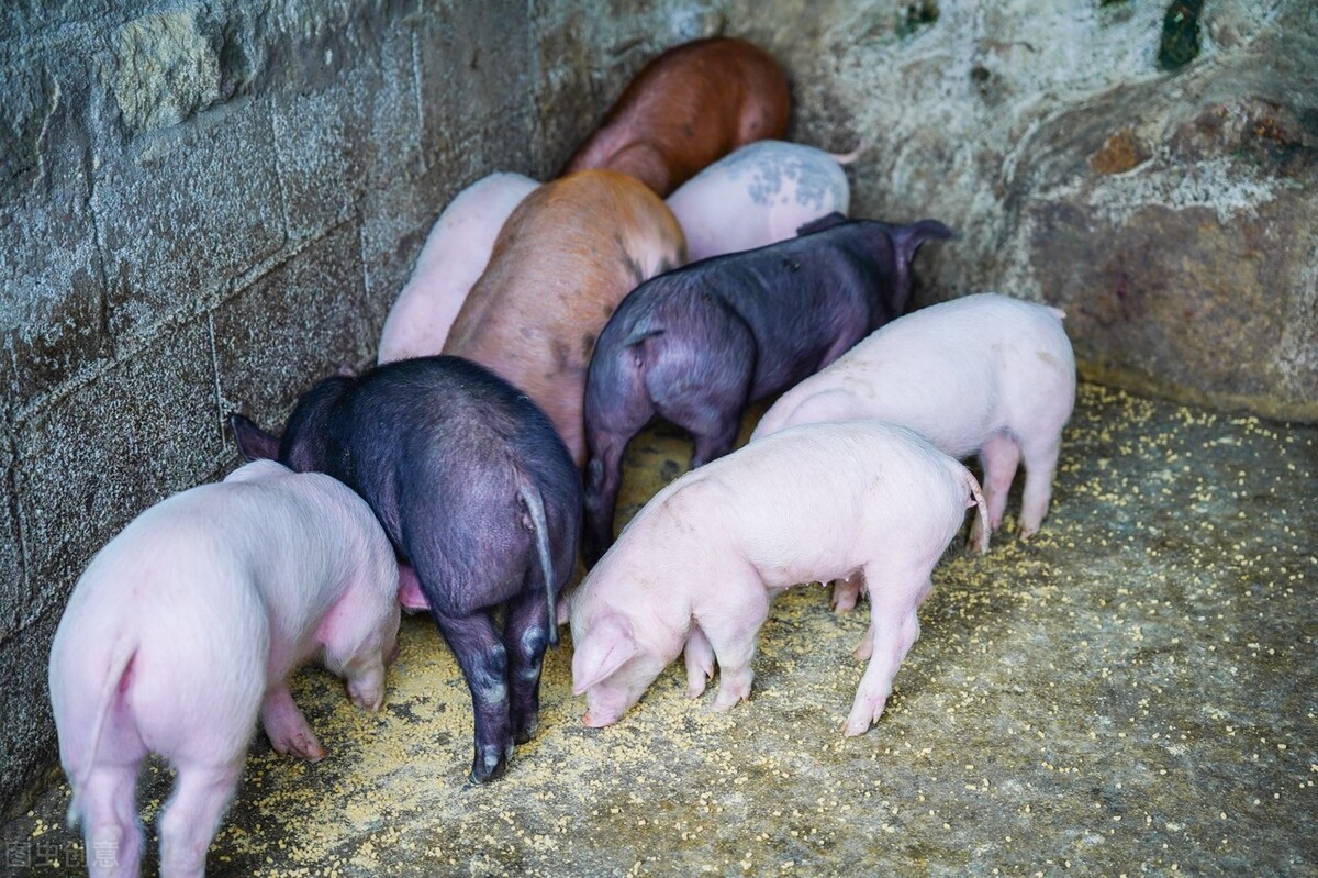 仔猪出生八天腹泻呕吐是什么病,仔猪出生拉稀快速解决方法