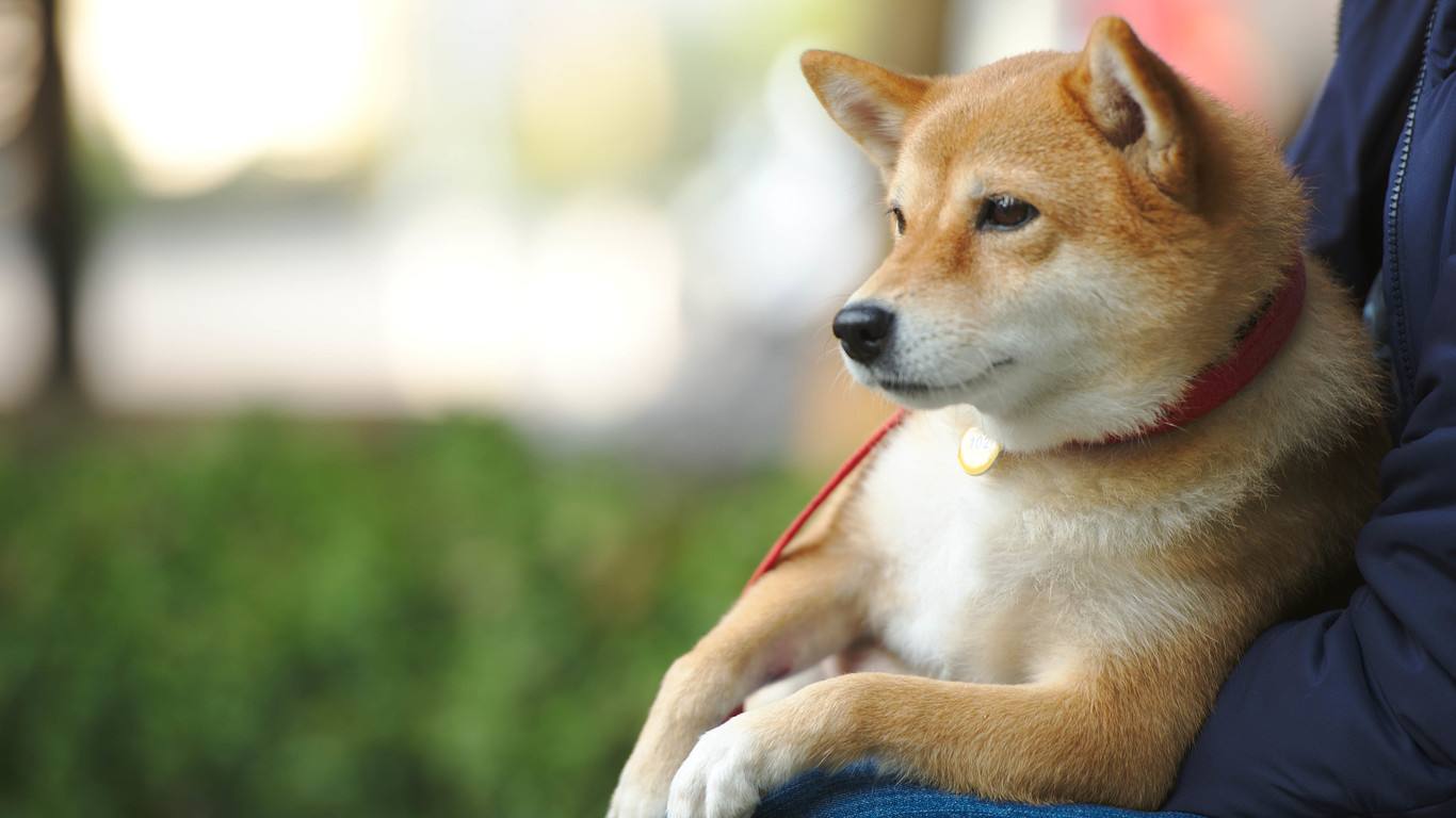 狗细小好了还拉稀是怎么回事,狗狗突然呕吐跟大便然后死了