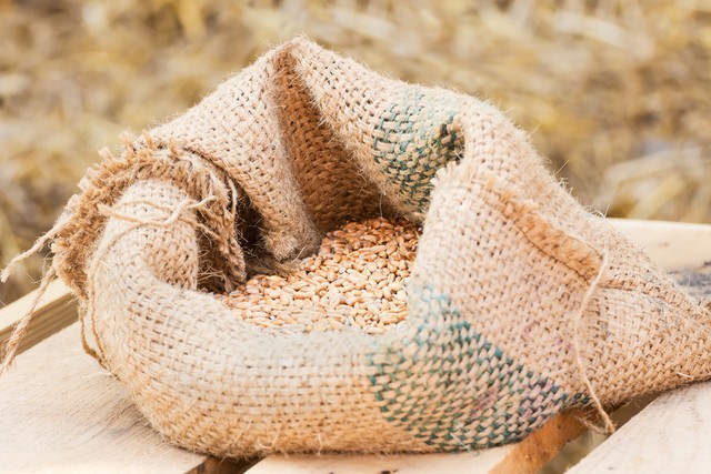 想在农村养殖没有本钱怎么办,2023年什么时候养猪能挣钱