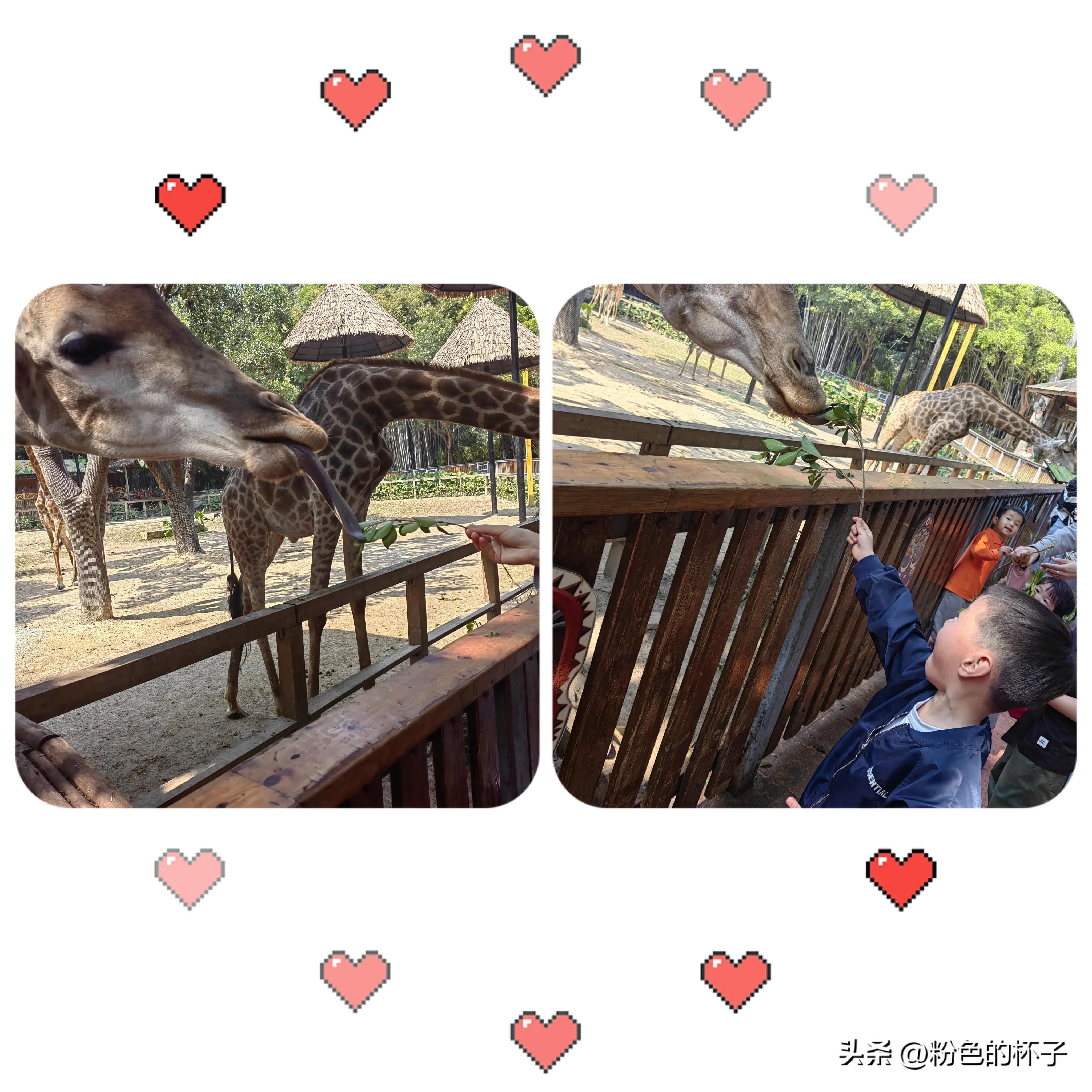 长隆野生动物园旅游攻略费用,长隆野生动物园开车进去攻略