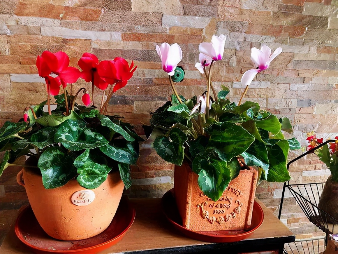 5种花清新淡雅好漂亮,5种花卉夏天不怕晒越晒开花越多