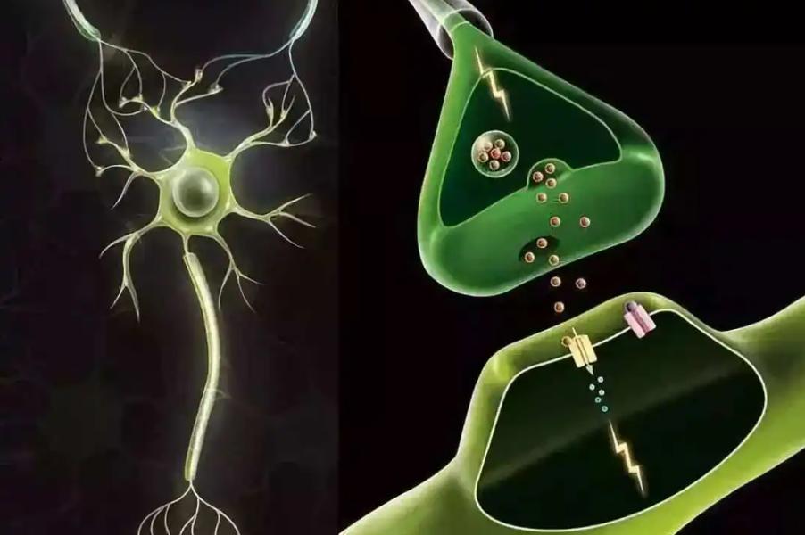 治疗阳痿的维生素,治疗阳痿缺哪种营养